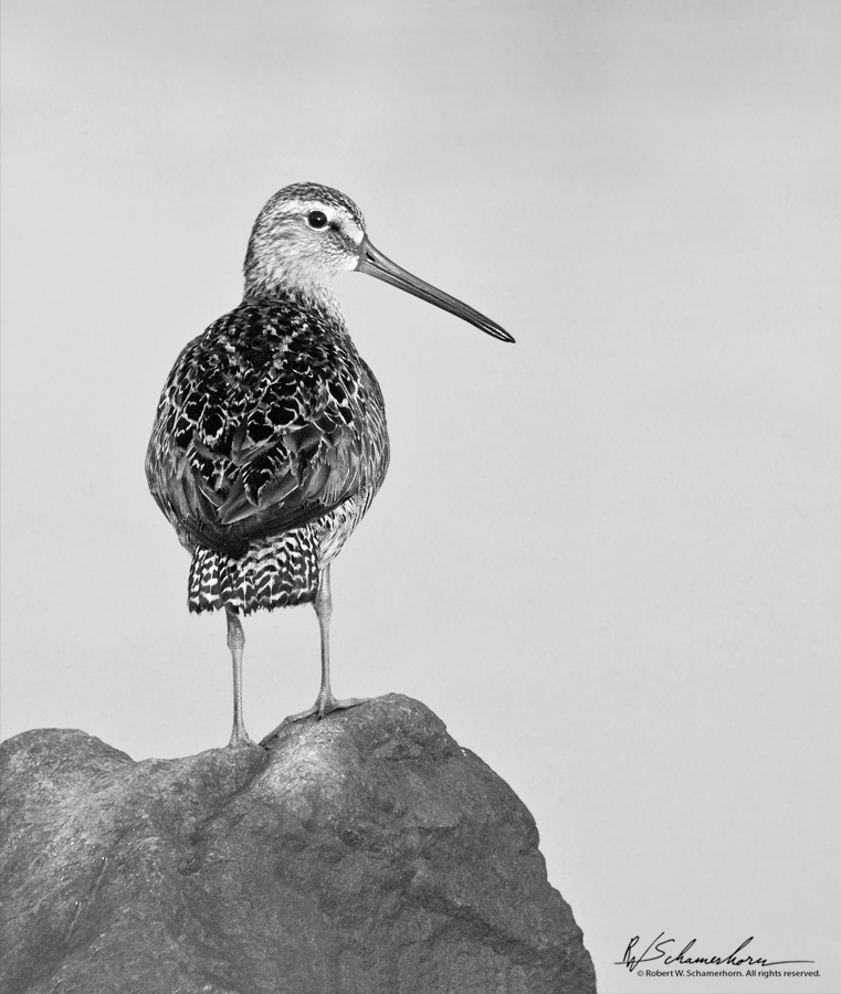 Wildlife Photography Gallery Image
